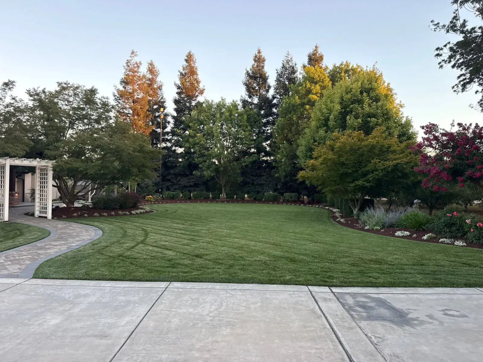 Backyard lawn with a curved paver walkway and planting beds