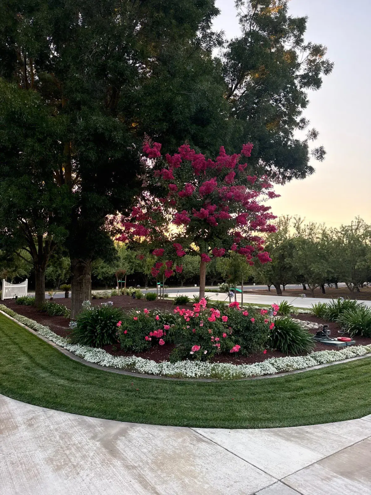 Flowering landscape bed with pink blooms, layered shrubs, and a curved lawn edge