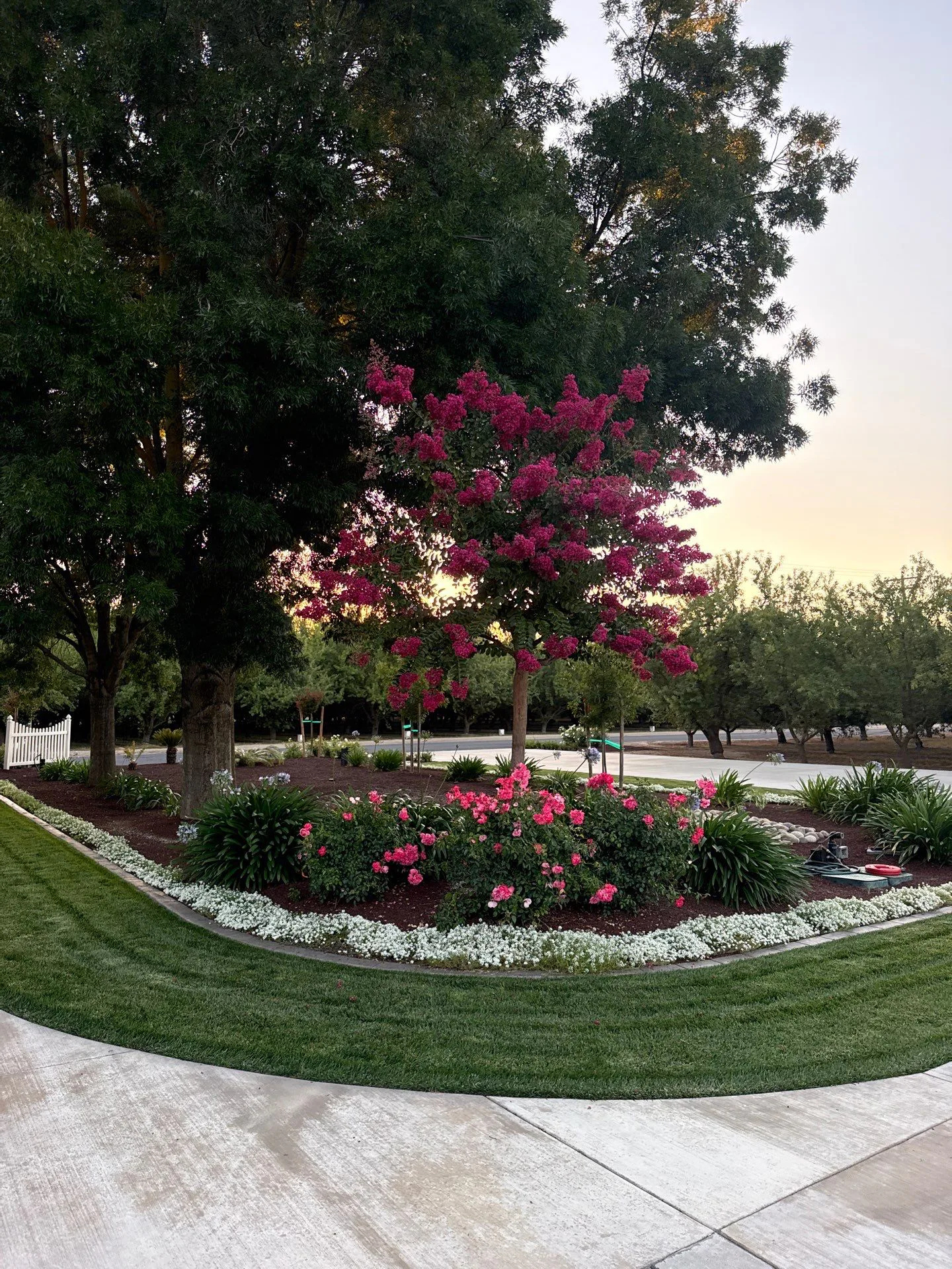 Flowering landscape bed with pink blooms, layered shrubs, and a curved lawn edge